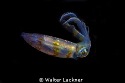 squid.jpg/picture taken during night dive at lembeh strait by Walter Lackner 